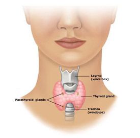 thyroid