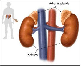 adrenal gland