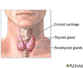 parathyroids