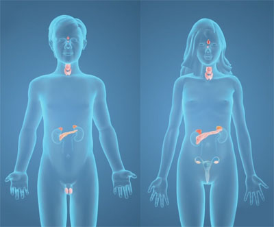 Multiple endocrine neoplasia